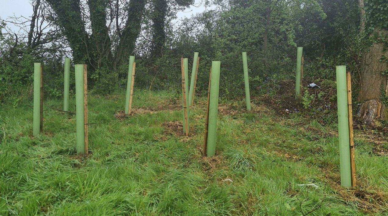 Tree saplings - credit: Flickr/Conall (CC by 2.0)